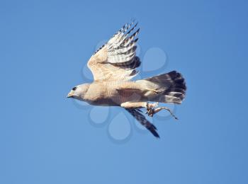 Red Shouldered Hawk in flight with a frog leg in its talons