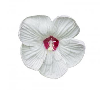 White Hibiscus flower isolated on white background
