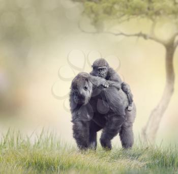 Gorilla Female with Her Baby walking on the grass