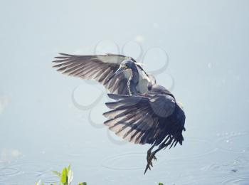 Tricolored Heron in Flight In Florida Wetlands