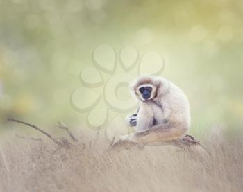 Portrait of White-handed gibbon(Hylobates lar) sitting on a branch