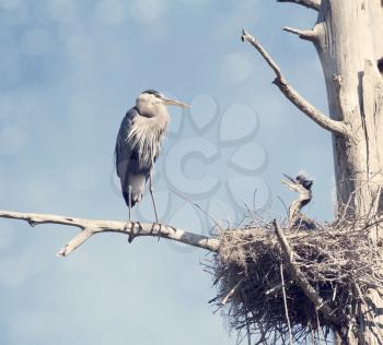 Great Blue Herons in the Nest , adult and baby