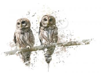 Digital Painting of Barred Owls