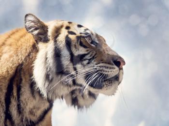 Bengal Tiger Portrait against a Sky