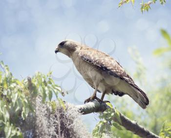 Red-Shouldered Hawk Perching On A Tree