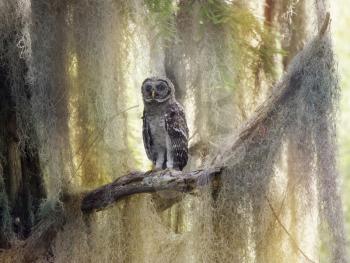 Barred Owlet Perches on a Branch in Florida Wetlands