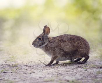 Marsh Rabbit in Florida wetlands