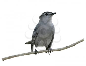Gray Catbird Perching on a branch isolated on white background