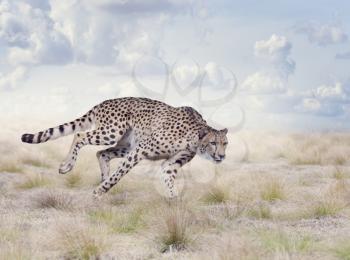 Cheetah Running in The Grassland