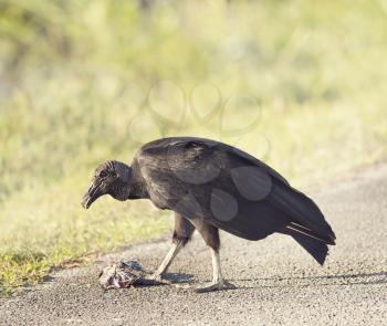 American Black Vulture eating a fish in Florida Wetlands