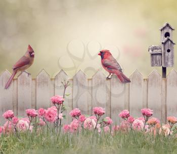 Northern Cardinal Male and Female Perching on the fence