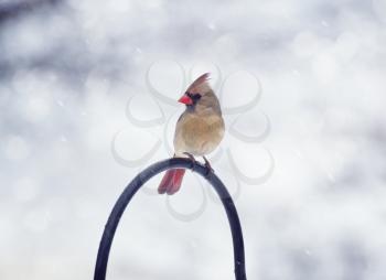 Northern Cardinal Female in the winter