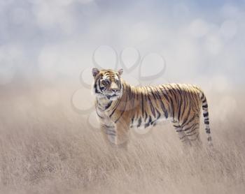 Bengal Tiger Walking in the Grassland