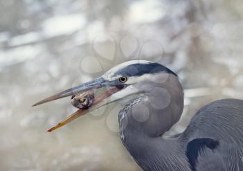 Great Blue Heron eating a small turtle in Florida wetlands