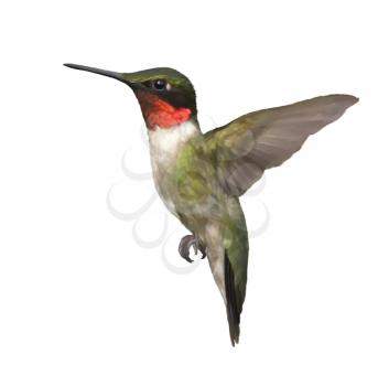 Digital Painting of  Ruby Throated Hummingbird isolated on white background