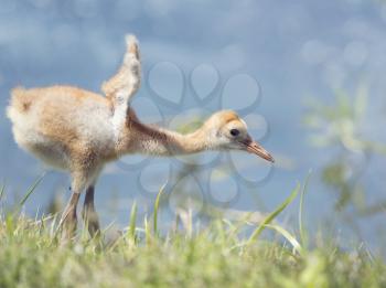 Sandhill Crane Chick stretching its wings
