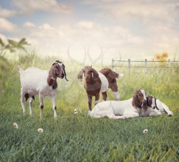 Boer goats mother and babies resting in the grassland