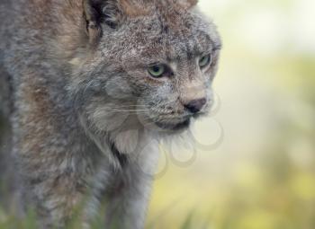 Canada Lynx Portrait  ,close up 