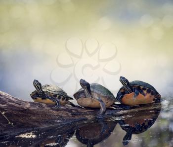 Three Florida  Turtles Sunning On A Log