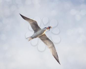 Caspian Tern with a fish in flight