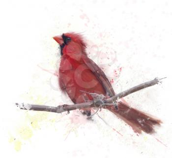 Digital Painting Of Male Northern Cardinal 