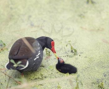 Common Gallinule feeds its chick