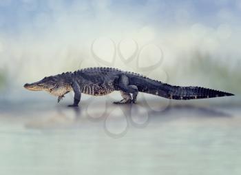 Large American Alligator walking in wetlands