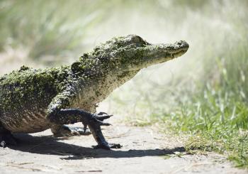Young American Alligator in Florida Wetlands
