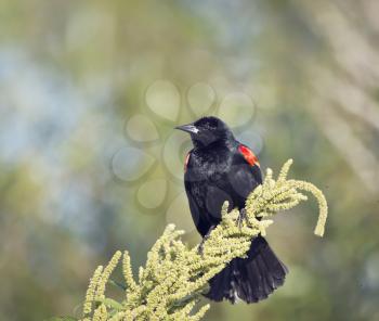 Red-Winged Blackbird perching on a plant