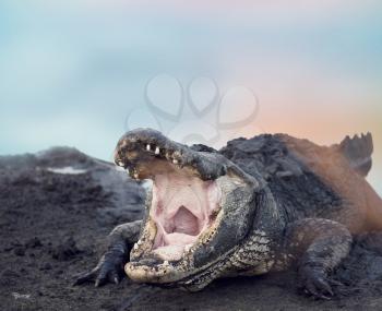 Large American Alligator with its Mouth open