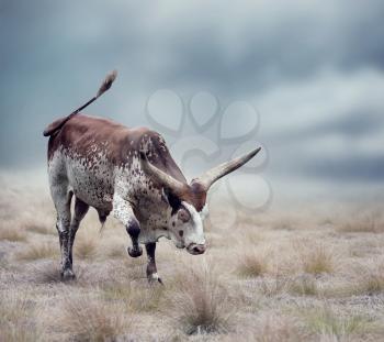 Brown and white longhorn steer in a grassland