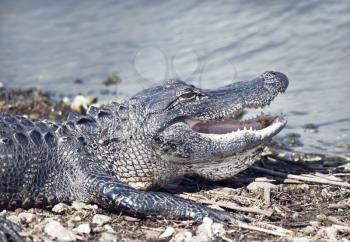 Young alligator basking near lake with its mouth open