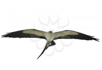 Swallow-tailed Kite (Elanoides forficatus) in flight with a grasshopper,isolated on white