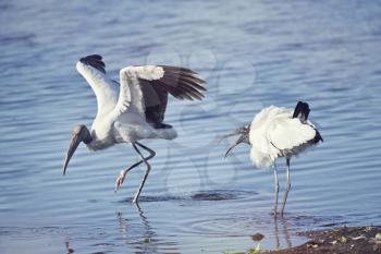 Two  wood storks fighting in a lake
