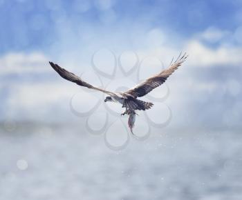 Osprey in Flight Carrying A Fish In It's Talons 