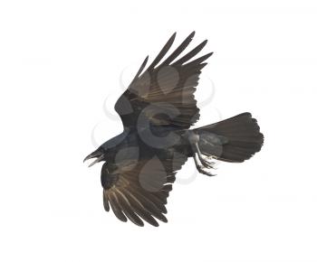American Crow in flight isolated on white background