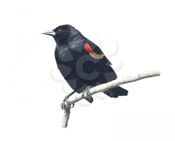 Red-Winged Blackbird male isolated on white background