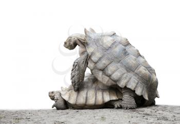 giant Galapagos turtles mating isolated on white background