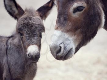 Baby donkey mule with its mother, close up