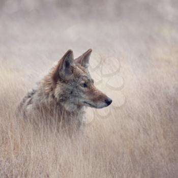 Close Up image of Coyote in a grassland
