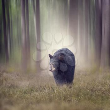 Black bear walking in the woods