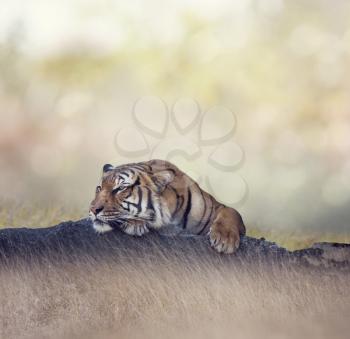 Bengal tiger resting on a rock