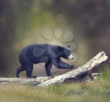 Young American Black Bear walking on a log
