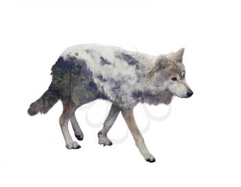 Double exposure of wolf and pine forest on white background