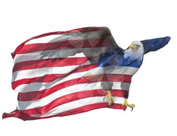 Double exposure effect of north american bald eagle on american flag.