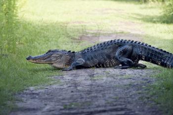 Large American alligator poops on a trail