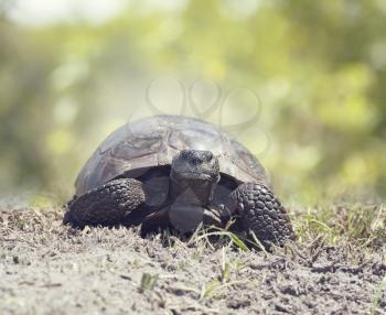 Gopher Tortoise walks towards camera in Florida wetlands