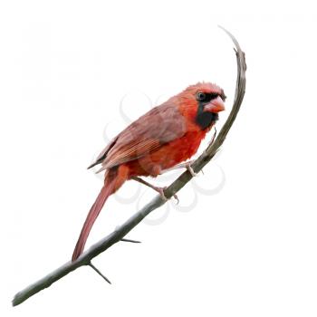 Male Northern Cardinal watercolor painting,isolated on white background
