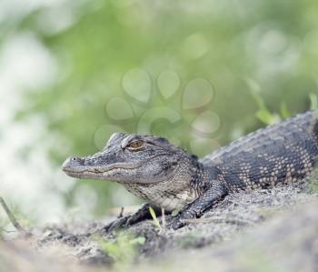 Young American Alligator in Florida wetlands