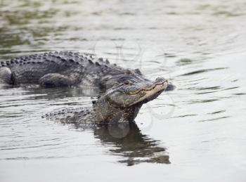 Two large alligators in Florida lake